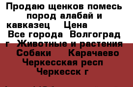Продаю щенков помесь пород алабай и кавказец. › Цена ­ 1 500 - Все города, Волгоград г. Животные и растения » Собаки   . Карачаево-Черкесская респ.,Черкесск г.